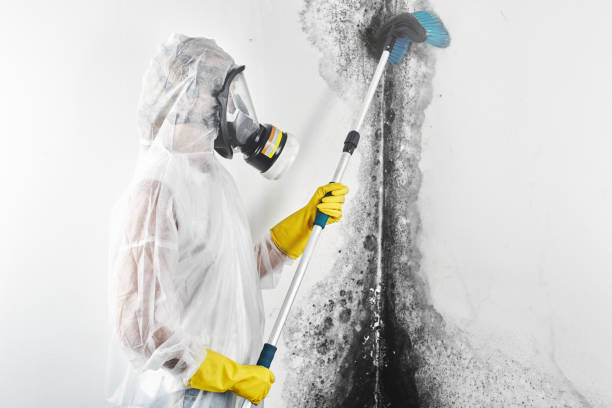 Best Crawl Space Mold Remediation  in Edina, MN
