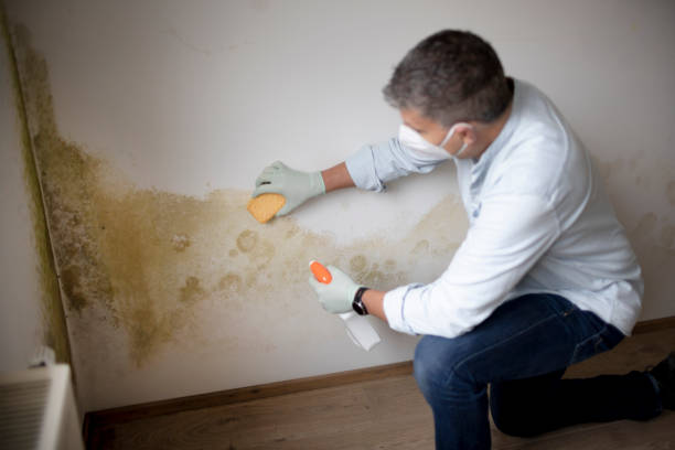 Best Post-Construction Mold Inspection  in Edina, MN