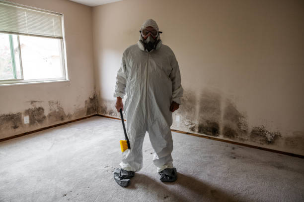 Best Mold Odor Removal Services  in Edina, MN